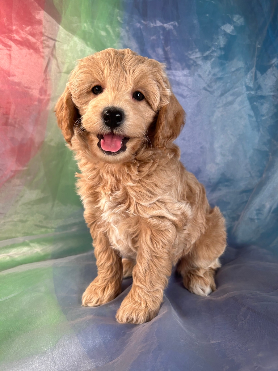 Male Bichon Poodle Pup Available in Iowa $1200
